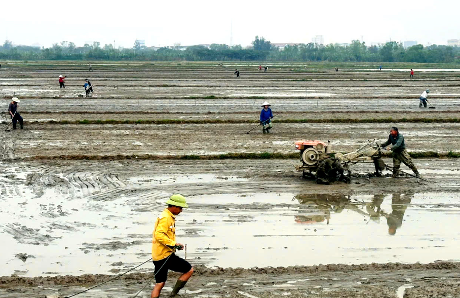 Trên các cánh đồng phường Đồng Thuận, nông dân hối hả vào vụ sản xuất đông - xuân 2025-2026. Ảnh: Hương Trà