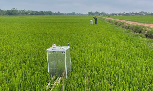 Quảng Trị: Tái cơ cấu nông nghiệp gắn với mở rộng cây trồng giảm phát thải