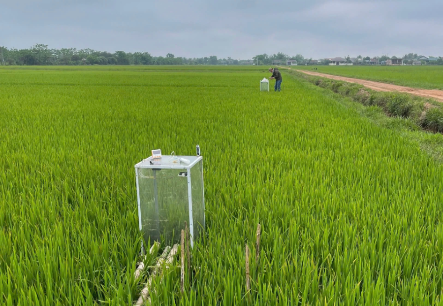 Mô hình sản xuất lúa giảm phát thải thực hiện tại xã Vĩnh Thủy. Ảnh: T.H