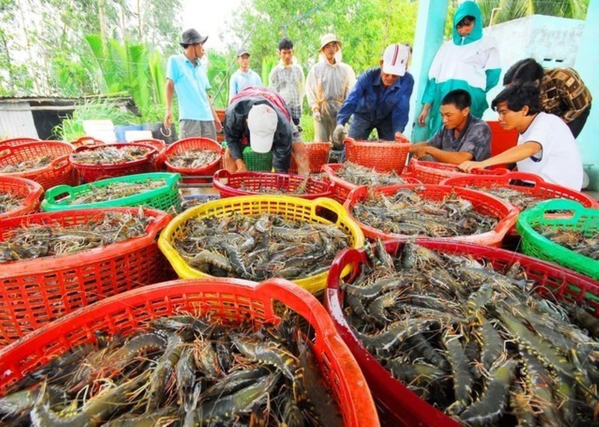Xuất khẩu tôm đem về 4,65 tỷ USD năm 2025.