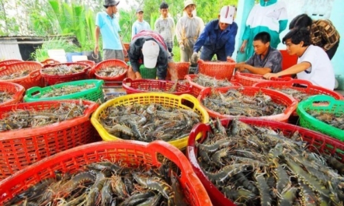 Trung Quốc lần đầu vượt Mỹ, trở thành thị trường số 1 của tôm Việt Nam