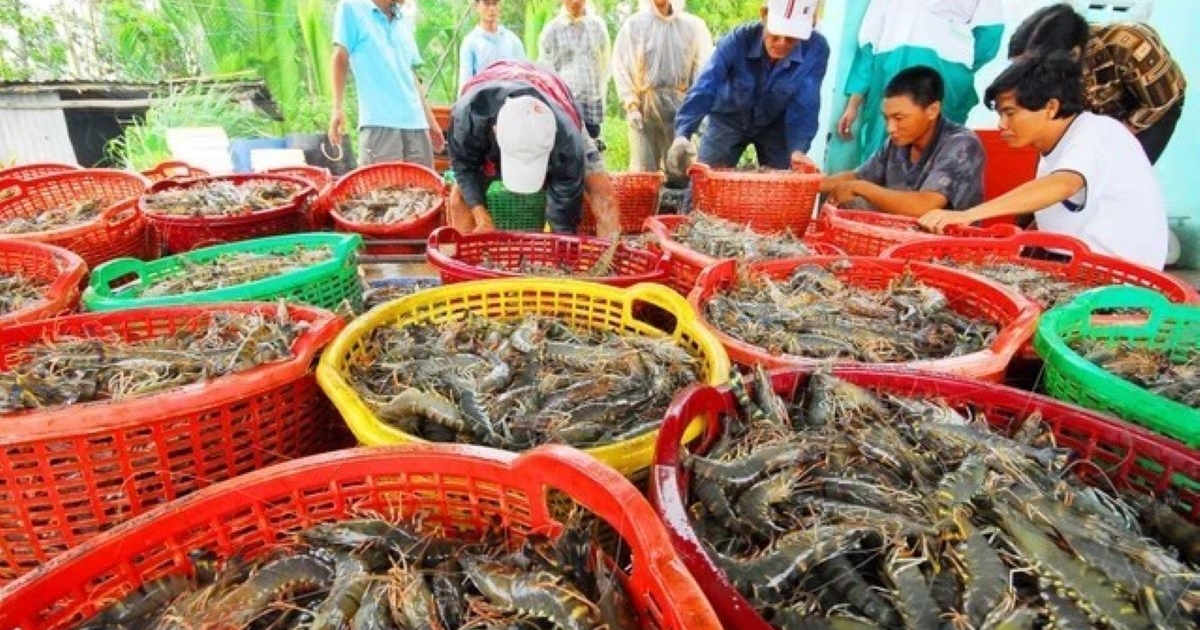 Trung Quốc lần đầu vượt Mỹ, trở thành thị trường số 1 của tôm Việt Nam