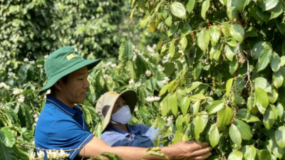 Vietnam's pepper export revenue records $1.66 bln in 2025