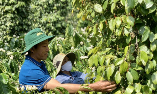 Vietnam's pepper export revenue records $1.66 bln in 2025