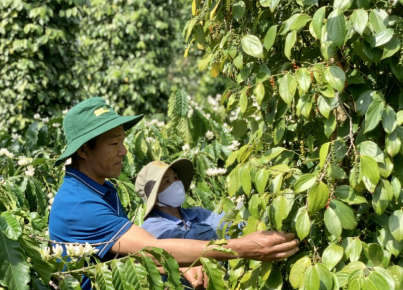 Vietnam's pepper export revenue records $1.66 bln in 2025