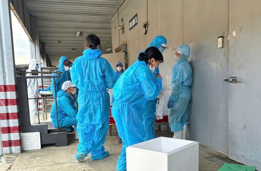 Lực lượng chức năng kiểm tra kho chứa nguyên liệu thịt lợn nhiễm dịch tả lợn châu Phi tại Công ty cổ phần đồ hộp Hạ Long.