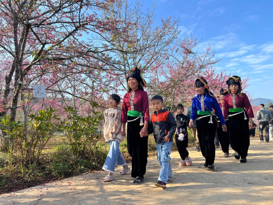 Du khách náo nức đi dự lễ hội Hoa Anh đào Mường Phăng. Ảnh&nbsp;Sở Văn hoá Thể thao và Du lịch tỉnh Điện Biên cung cấp.