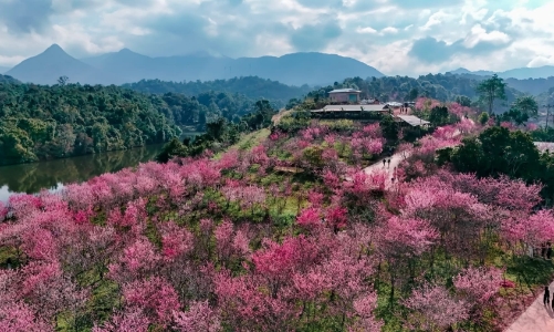 Đặc sắc Lễ hội Hoa anh đào Mường Phăng 2026