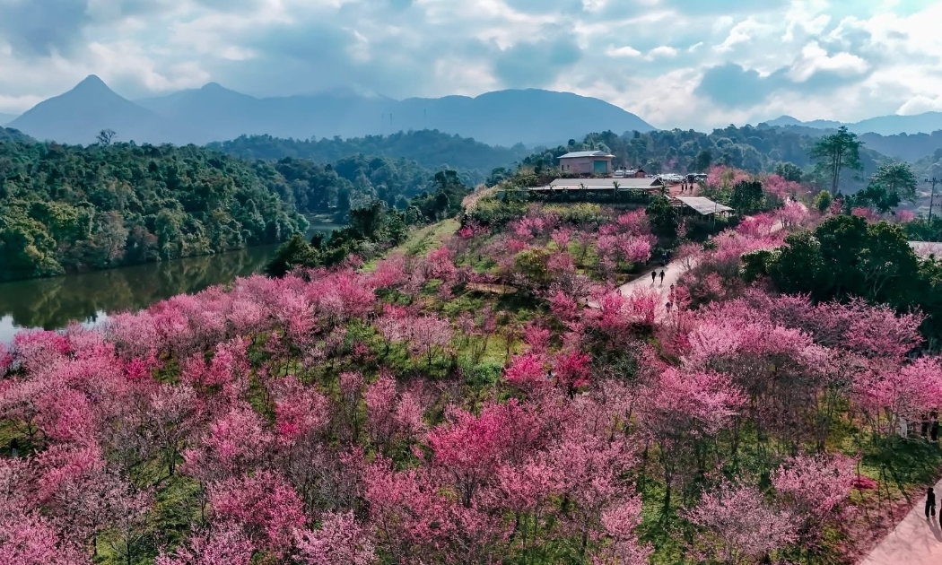 Hoa anh đào nở rộ ở Mường Phăng. Ảnh Sở Văn hoá Thể thao và Du lịch tỉnh Điện Biên cung cấp.
