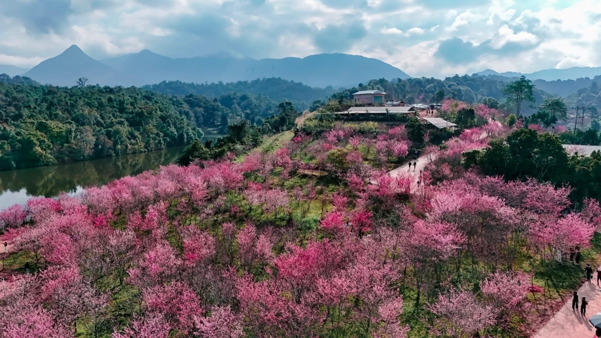 Hoa anh đào nở rộ ở Mường Phăng. Ảnh Sở Văn hoá Thể thao và Du lịch tỉnh Điện Biên cung cấp.