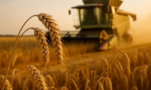 Nga củng cố vị thế trên thị trường lương thực toàn cầu