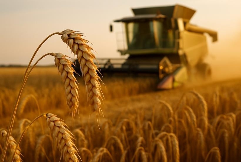 Thu hoạch lúa mì. Ảnh: Pravda