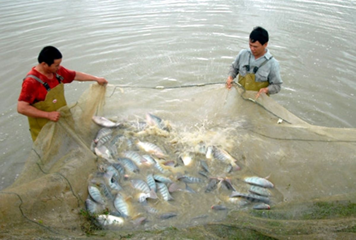 Cá rô phi nhiều tiềm năng phát triển.