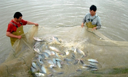 Cá rô phi nhiều tiềm năng phát triển.