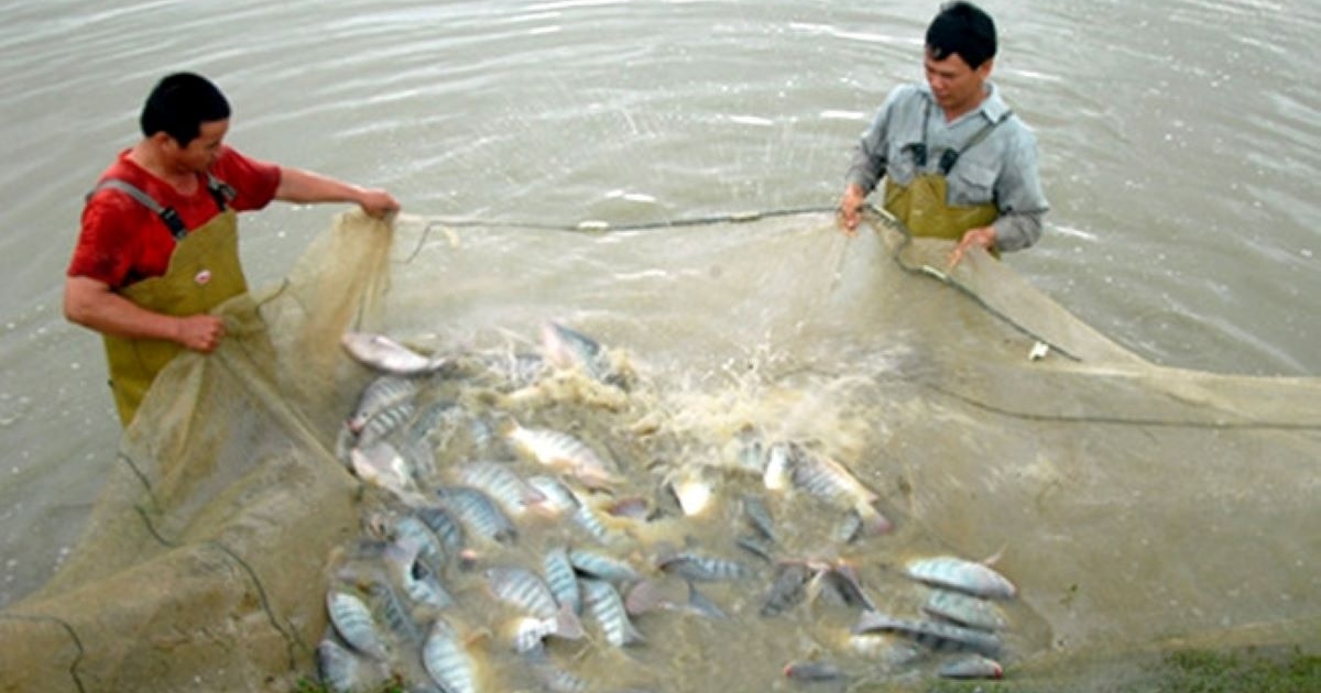 Hoa Kỳ đầu tư hơn 15 triệu USD phát triển chuỗi giá trị cá rô phi Việt Nam