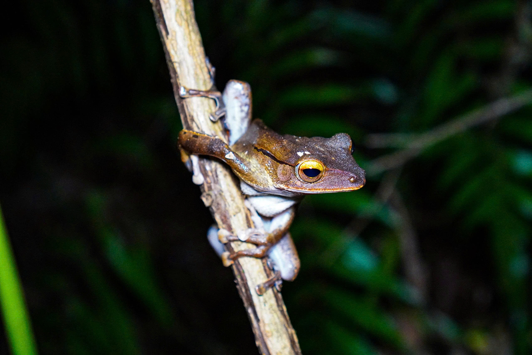 Ếch cây Collett (Polypedates colletti)