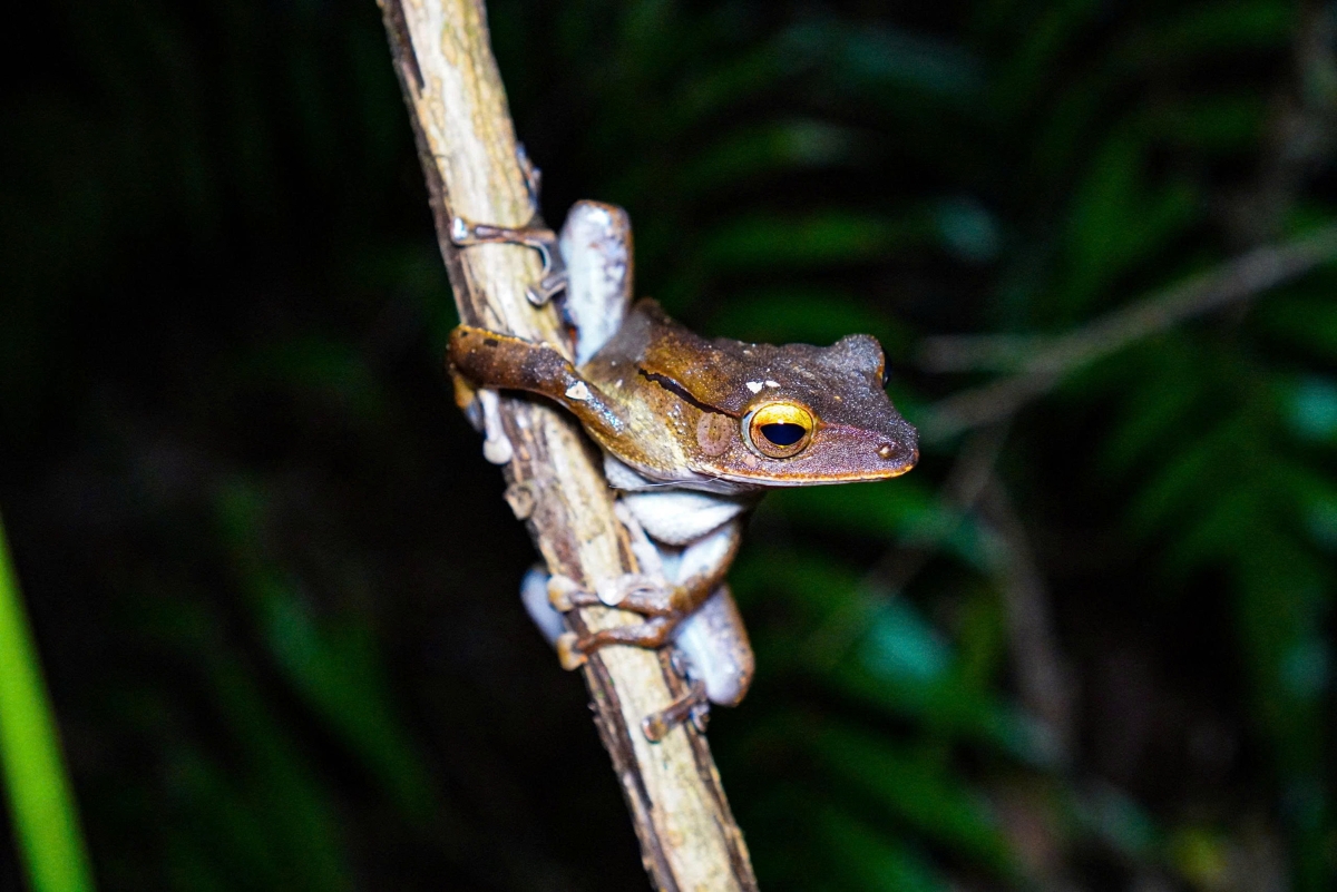 Ếch cây Collett (Polypedates colletti)