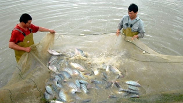 US invests over $15 mln in Vietnam’s tilapia value chain
