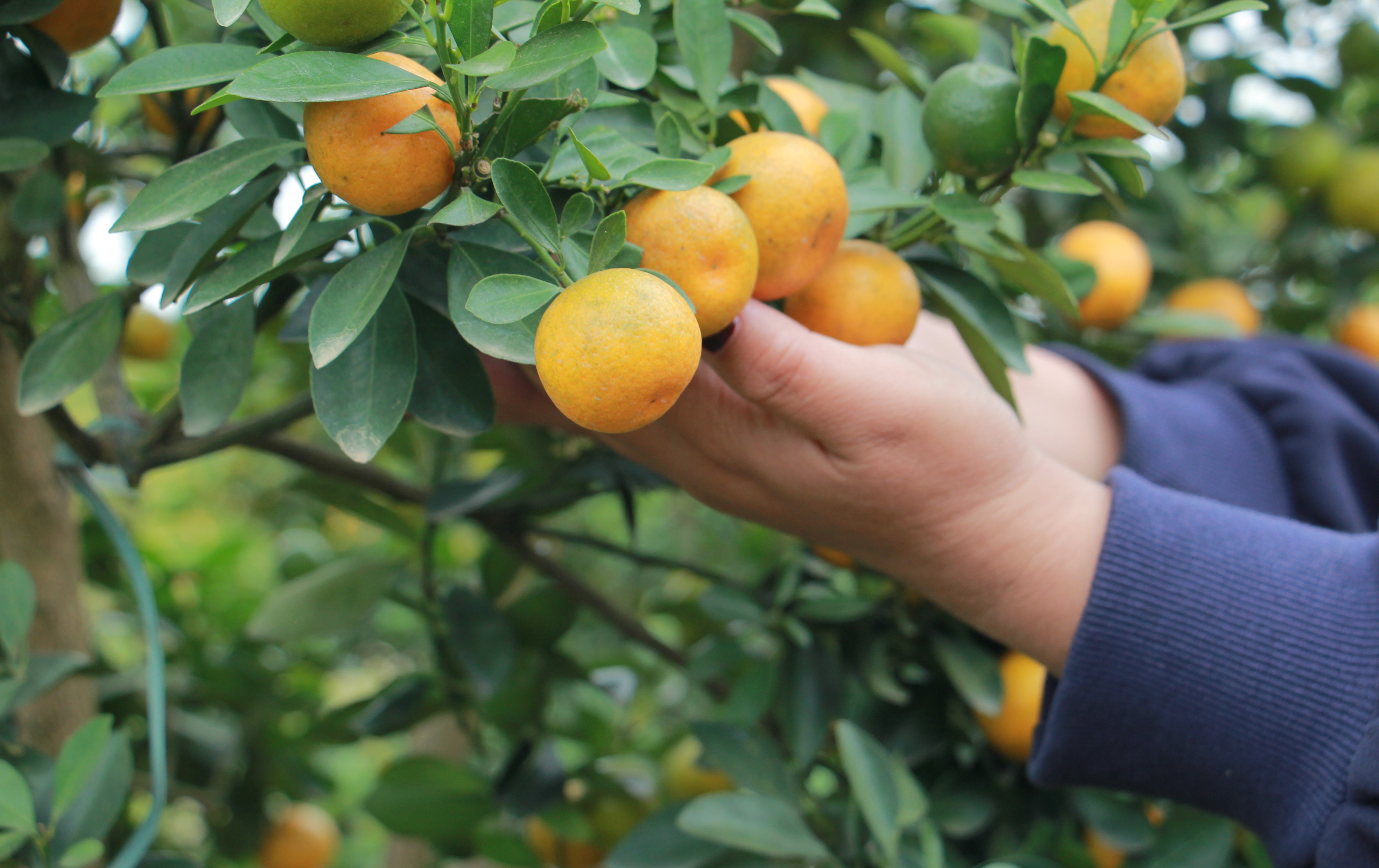 Những cây quất được chăm chút kỹ lưỡng, quả sai trĩu, vàng đều, sẵn sàng phục vụ thị trường Tết