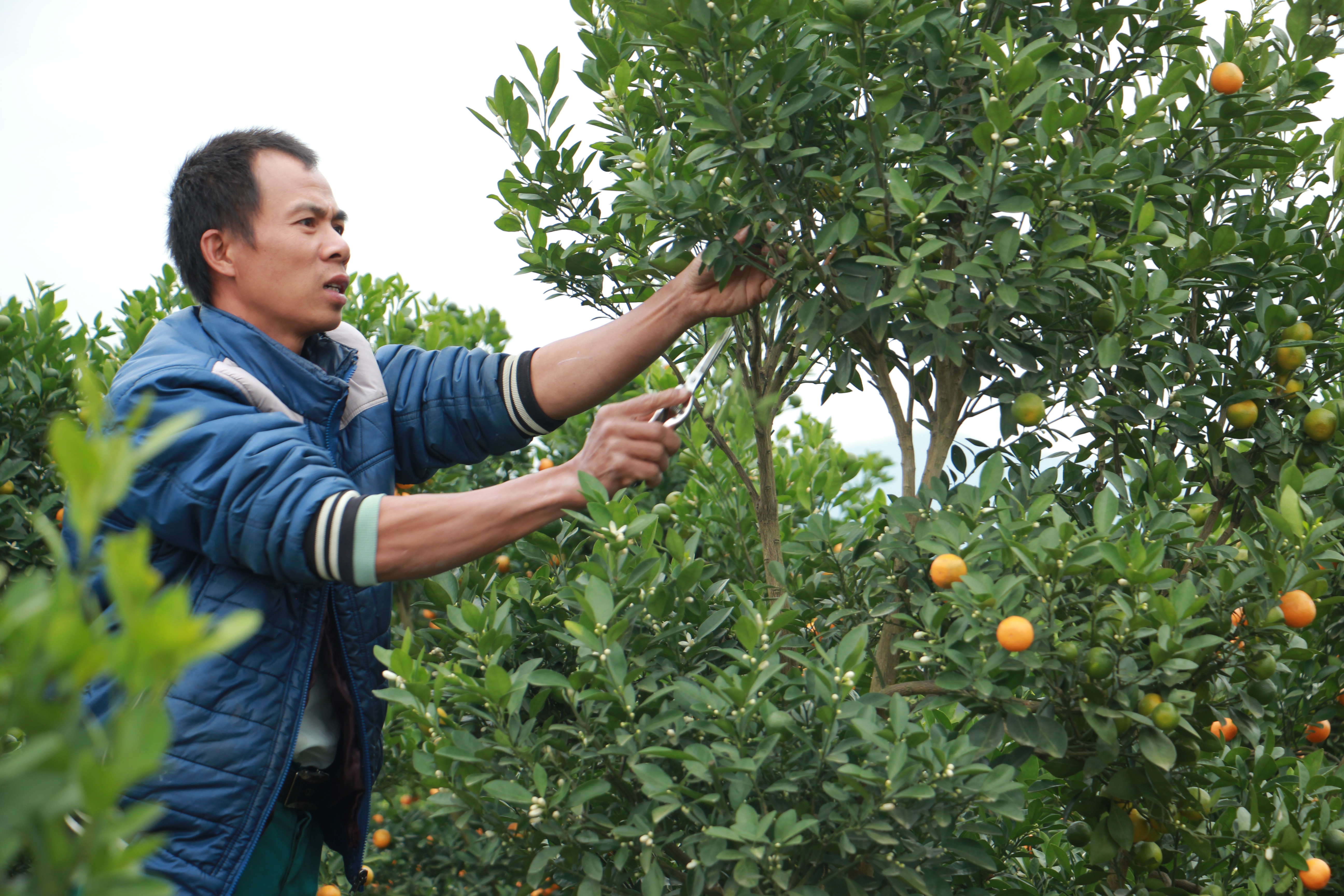 Anh Lê Trọng Quang đang tập trung cắt tỉa cành, chỉnh dáng cho những cây quất chuẩn bị xuất vườn. 