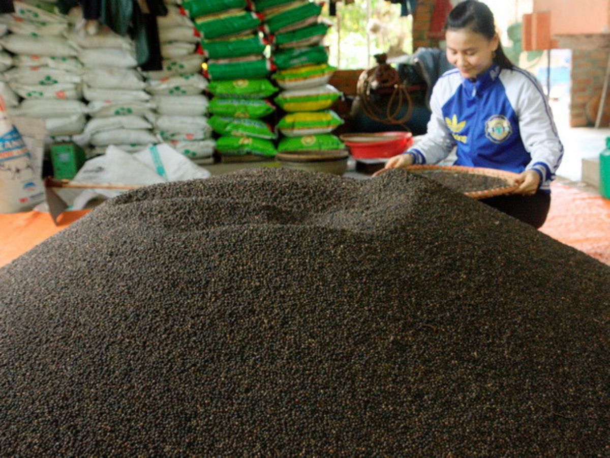 Xuất khẩu hạt tiêu năm 2025 thiết lập mốc kỷ lục 1,66 tỷ USD.