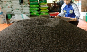 Hồ tiêu Việt Nam lập đỉnh kim ngạch, bước vào giai đoạn tăng trưởng theo chiều sâu