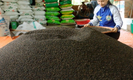 Xuất khẩu hạt tiêu năm 2025 thiết lập mốc kỷ lục 1,66 tỷ USD.