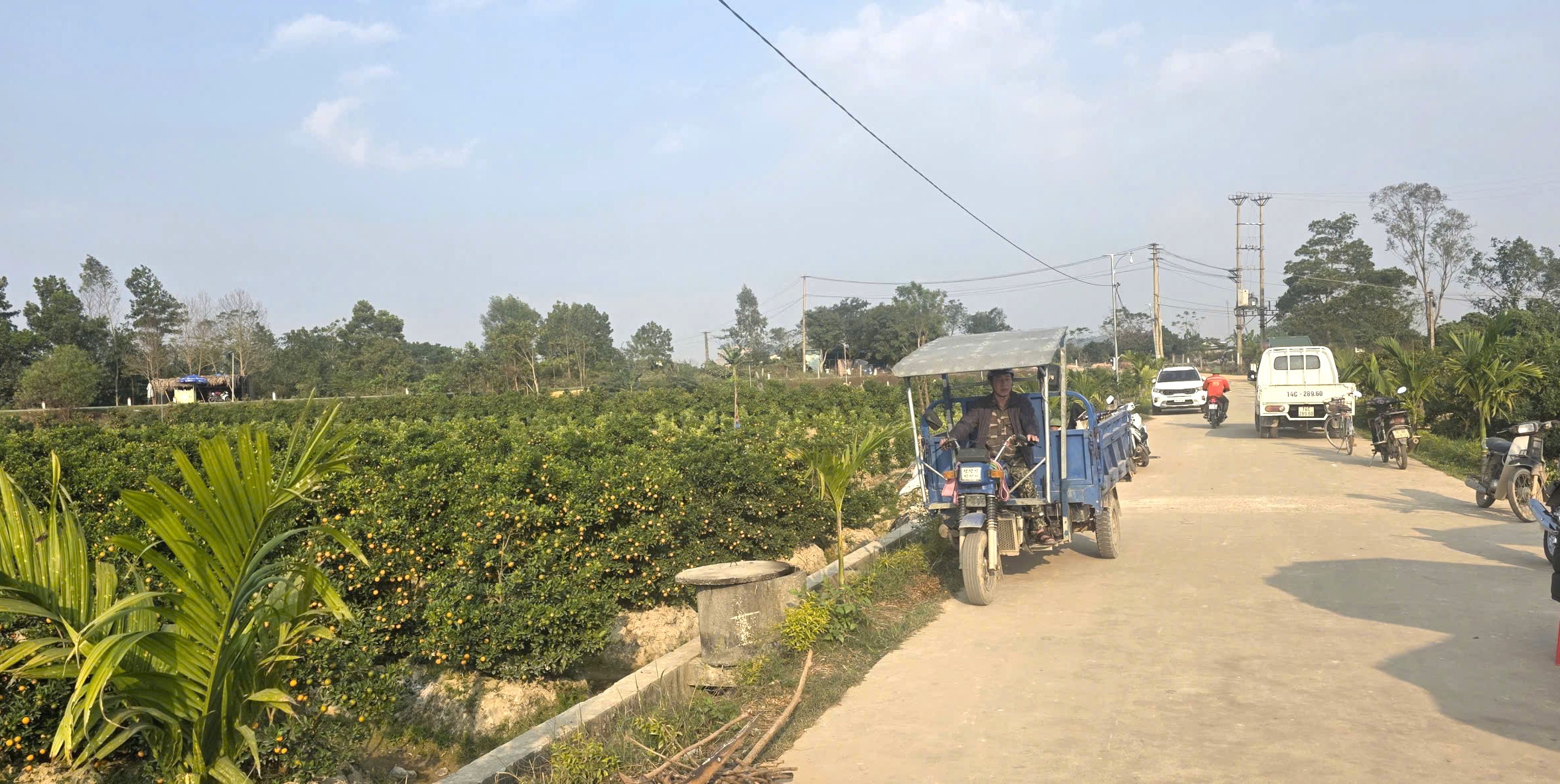 Thương lái từ nhiều tỉnh, thành trực tiếp vào vườn xem quất và đặt cọc trước Tết