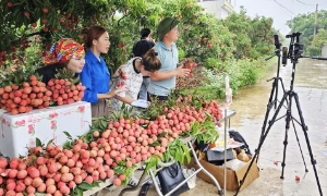 Giảm nghèo thông tin: Cơ hội cho nông dân tăng thu nhập, tạo sinh kế