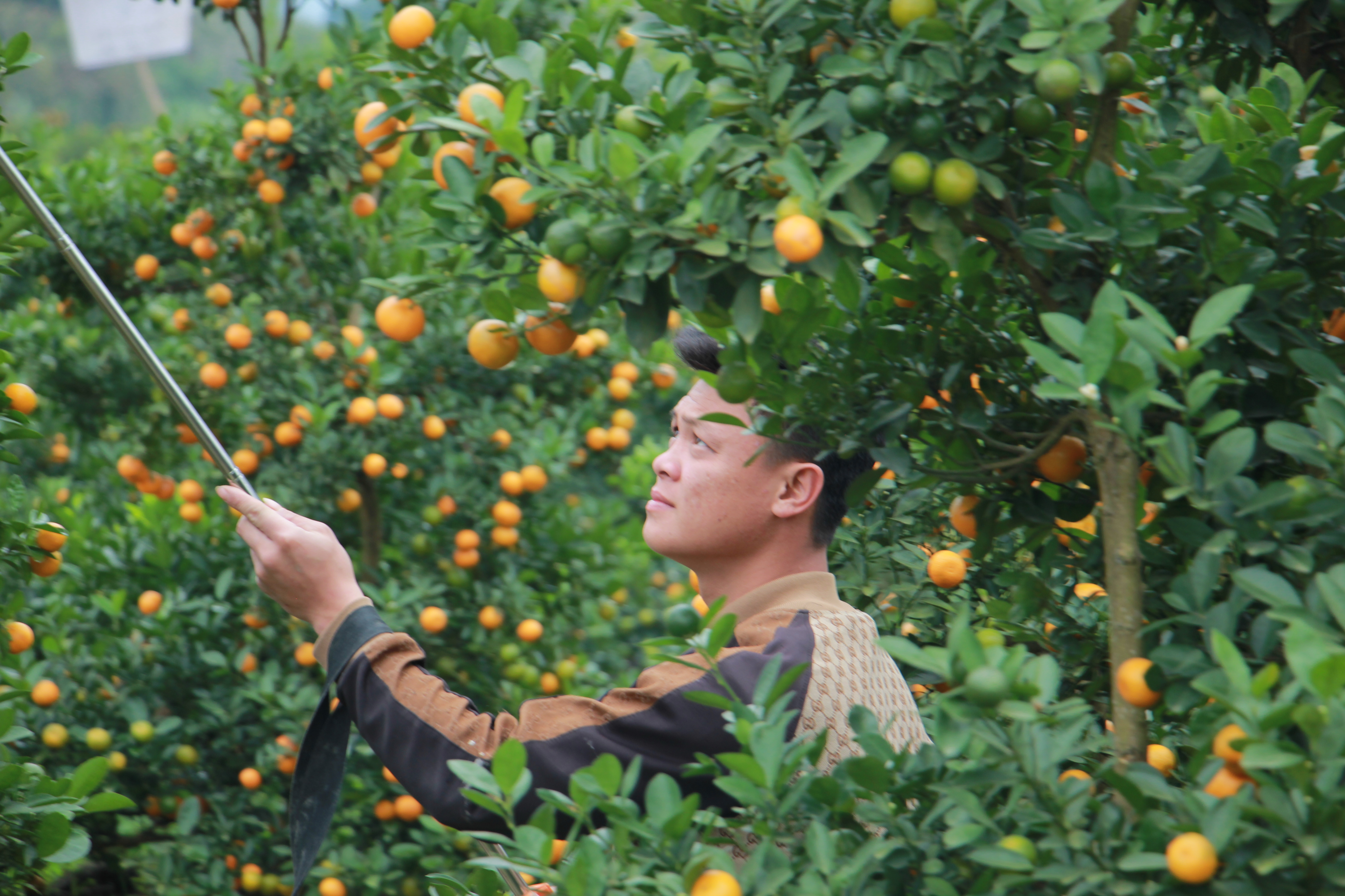 Những cây quất được chăm chút kỹ lưỡng, quả sai trĩu, vàng đều, sẵn sàng phục vụ thị trường Tết.