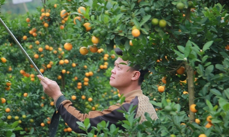 Những cây quất được chăm chút kỹ lưỡng, quả sai trĩu, vàng đều, sẵn sàng phục vụ thị trường Tết.