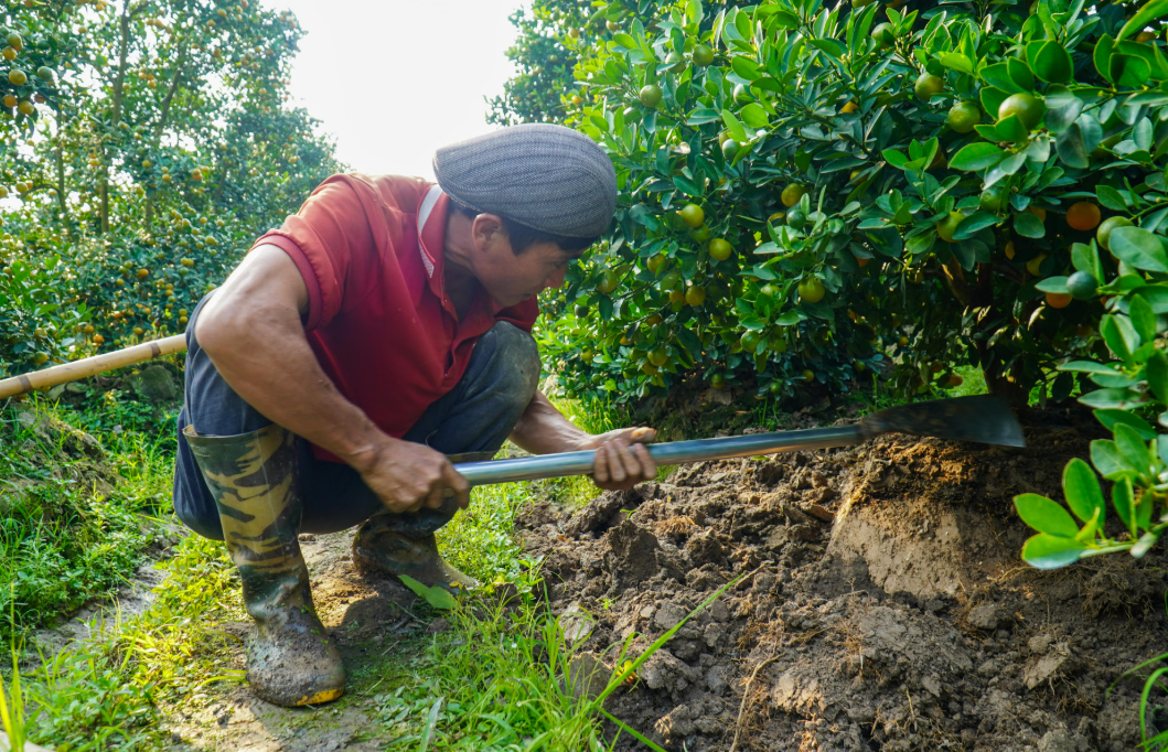 Những cây quất thế được kê cao gốc, dáng đẹp, quả đều, được thương lái lựa chọn sớm