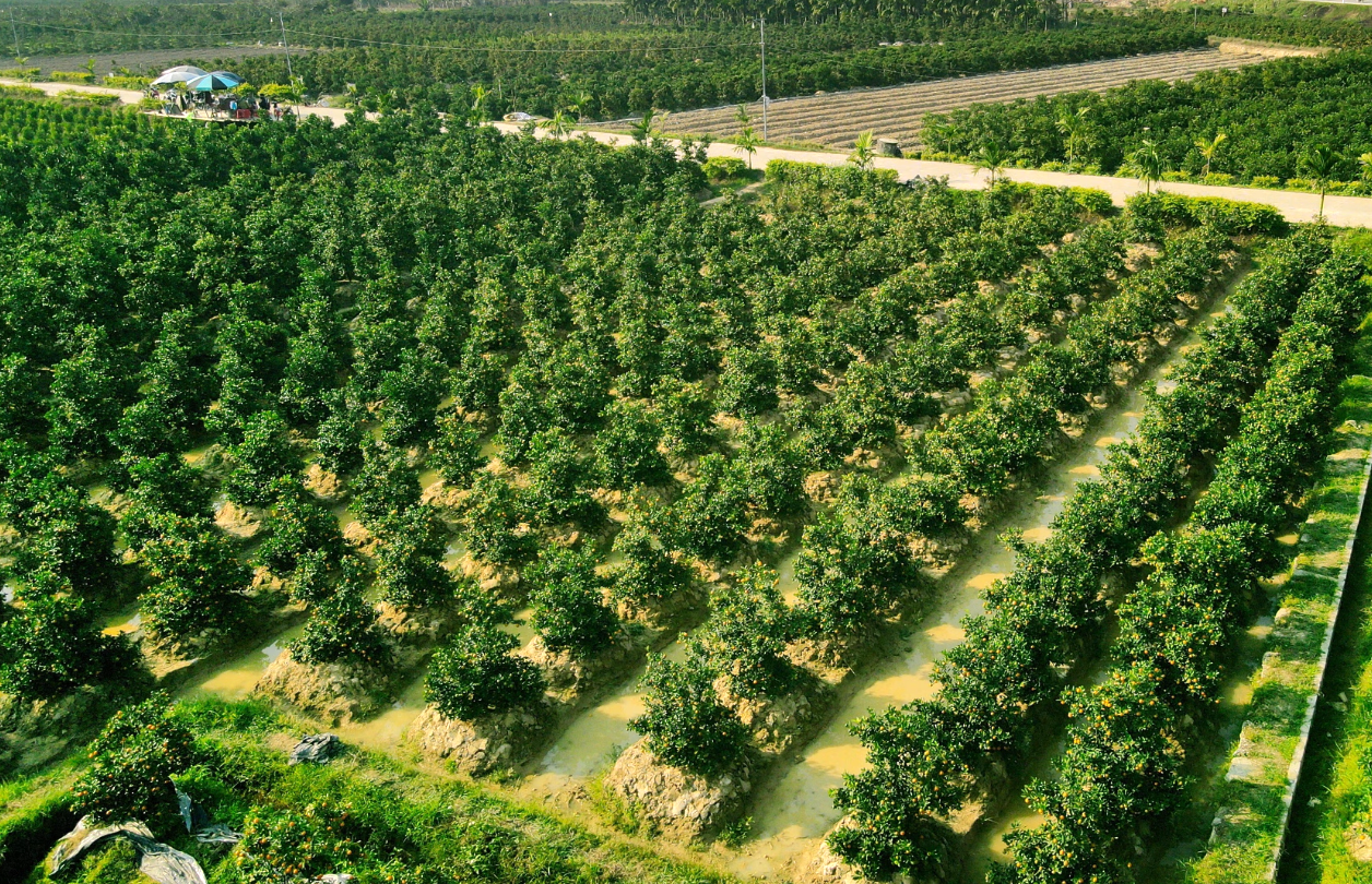 Nhiều vườn quất từng bị ngập úng nặng nay đã xanh trở lại nhờ cải tạo đất và chăm sóc kịp thời