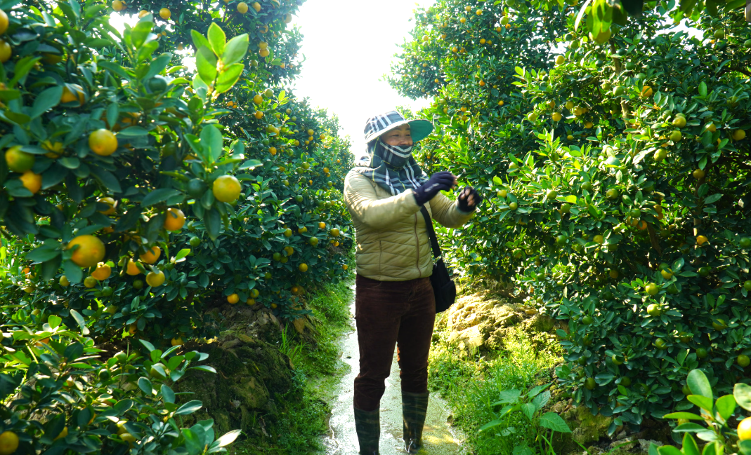 Chính quyền địa phương nạo vét kênh mương, khơi thông dòng chảy để hạn chế ngập úng cho vùng quất