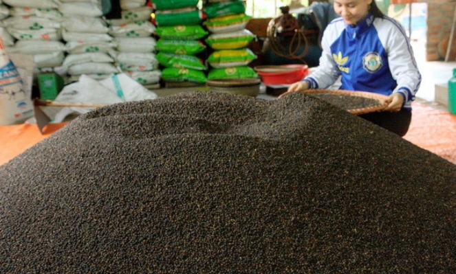 Vietnam's pepper and spice exports hit record high in 2025