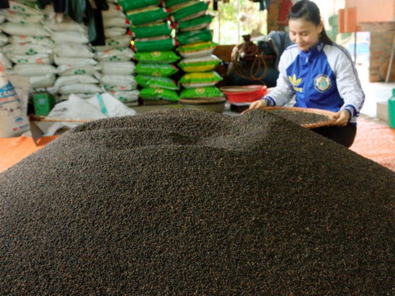 Vietnam's pepper and spice exports hit record high in 2025