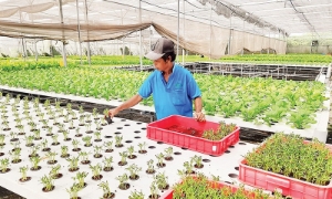 Chuyển đổi số đang tạo ra những tác động tích cực rõ nét đối với tăng trưởng kinh tế nói chung và ngành nông nghiệp nói riêng. Ảnh  minh họa