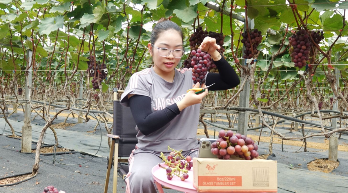 Nông dân xã Chiềng Mung sử dụng mạng xã hội để Livestream bán hàng. Ảnh: Nguyễn Yến