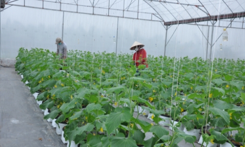 Hưng Yên: Giảm nghèo bền vững nhờ chuyển đổi số và mô hình sinh kế cộng đồng