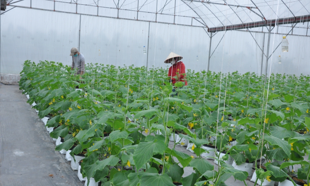 Hưng Yên: Giảm nghèo bền vững nhờ chuyển đổi số và mô hình sinh kế cộng đồng