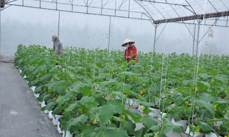 Áp dụng hệ thống tưới nhỏ giọt trong trồng trọt tại Hưng Yên.