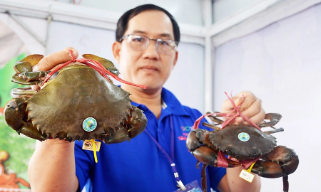 Nhờ xuất khẩu tăng mạnh, cua biển bán được giá cao.