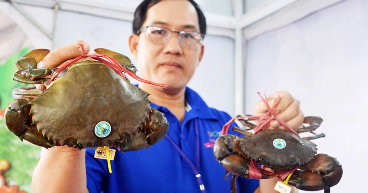 Xuất khẩu hải sản năm 2025: Cá ngừ suy giảm, mực và cua ghẹ tăng trưởng bứt phá