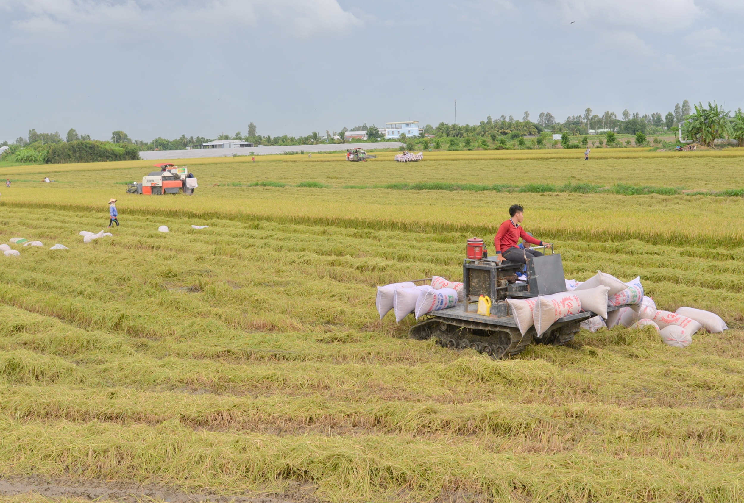 Cần có hướng dẫn cụ thể cho việc chuyển đổi và sử dụng đất một cách bền vững ở đồng bằng sông Cửu Long, trong bối cảnh biến đổi khí hậu và nước biển dâng. Ảnh minh hoạ