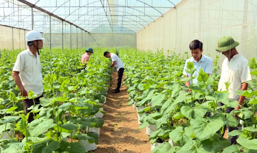 Thanh Hóa: Đẩy mạnh số hóa, ứng dụng công nghệ cao trong sản xuất nông nghiệp