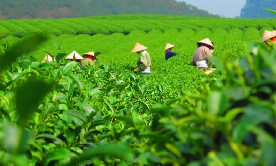 Ứng dụng công nghệ, chuyển đổi số để nâng tầm thương hiệu chè Thái Nguyên 