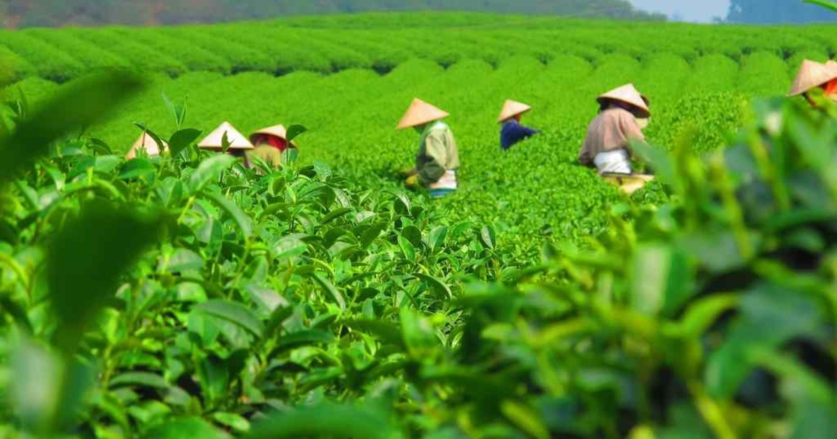 chuyển đổi số chè Thái Nguyên