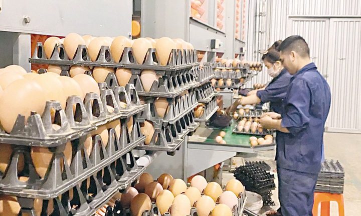 Công nhân Công ty DELCO kiểm tra trứng gà trước khi cung ứng ra thị trường.