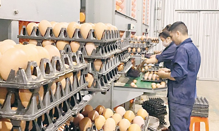 Công nhân Công ty DELCO kiểm tra trứng gà trước khi cung ứng ra thị trường.