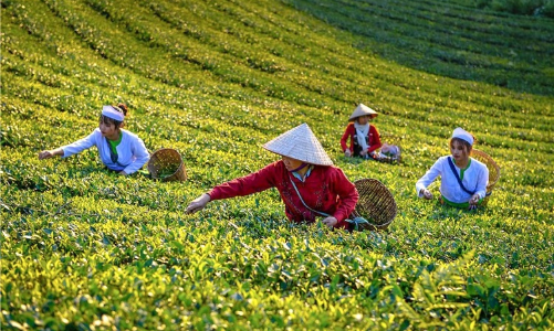 “Giải cứu” 500 container chè: Khẳng định vai trò của Chính phủ trong tháo gỡ khó khăn cho doanh nghiệp